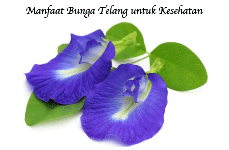 Manfaat Bunga Telang untuk Kesehatan