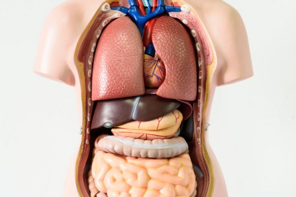 Mengenal Organ Tubuh Manusia dan Cara Merawat Fungsinya